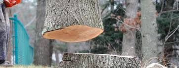 Best Storm Damage Tree Cleanup  in Konterra, MD