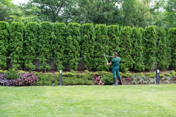 Best Palm Tree Trimming  in Konterra, MD