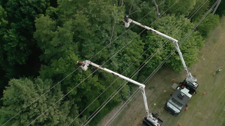 Best Hazardous Tree Removal  in Konterra, MD