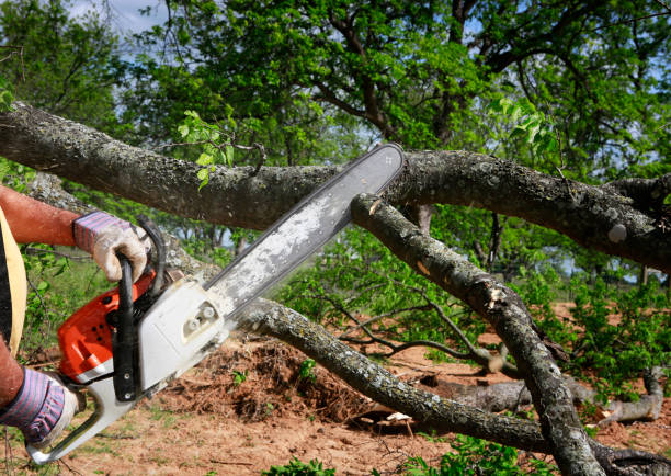 Best Storm Damage Tree Cleanup  in Konterra, MD